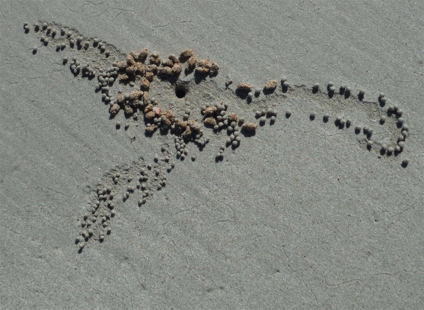 sandcrab