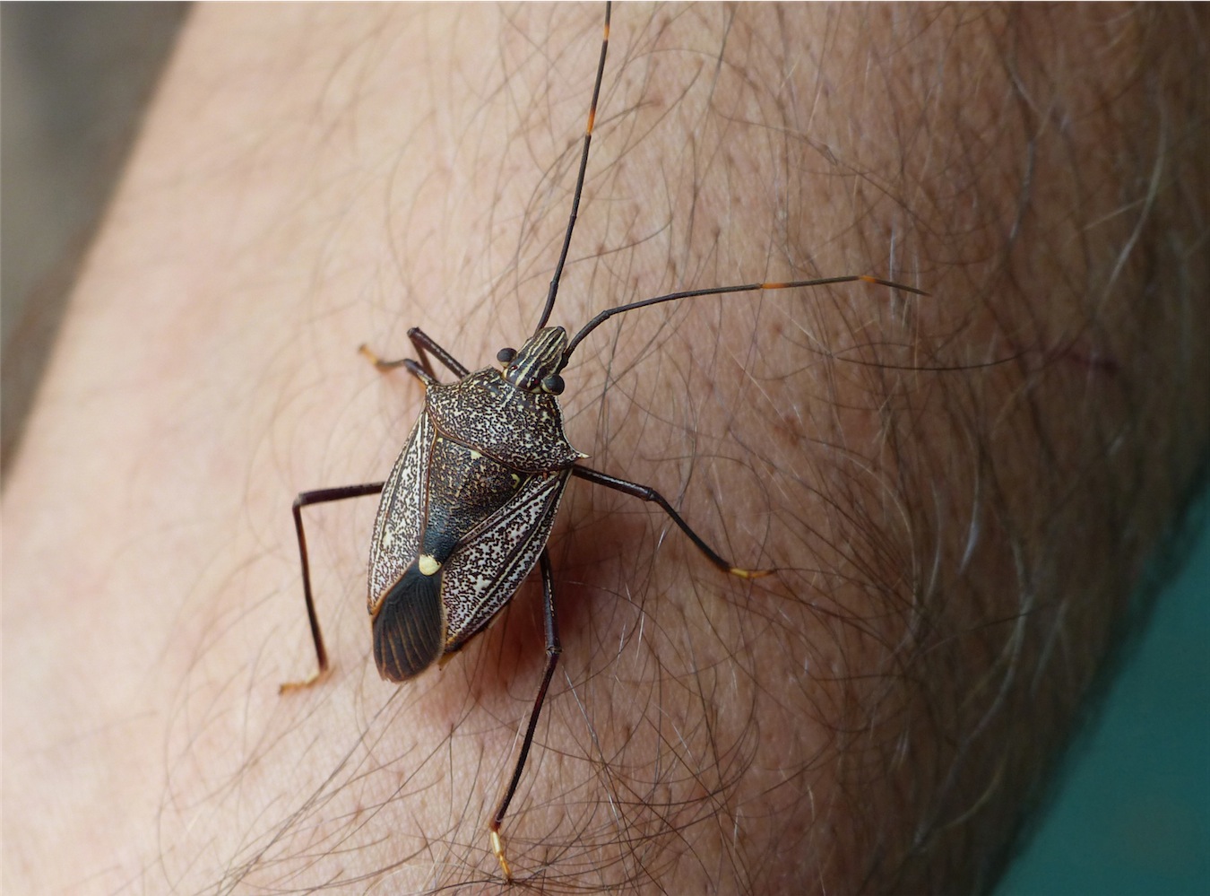 stink bug