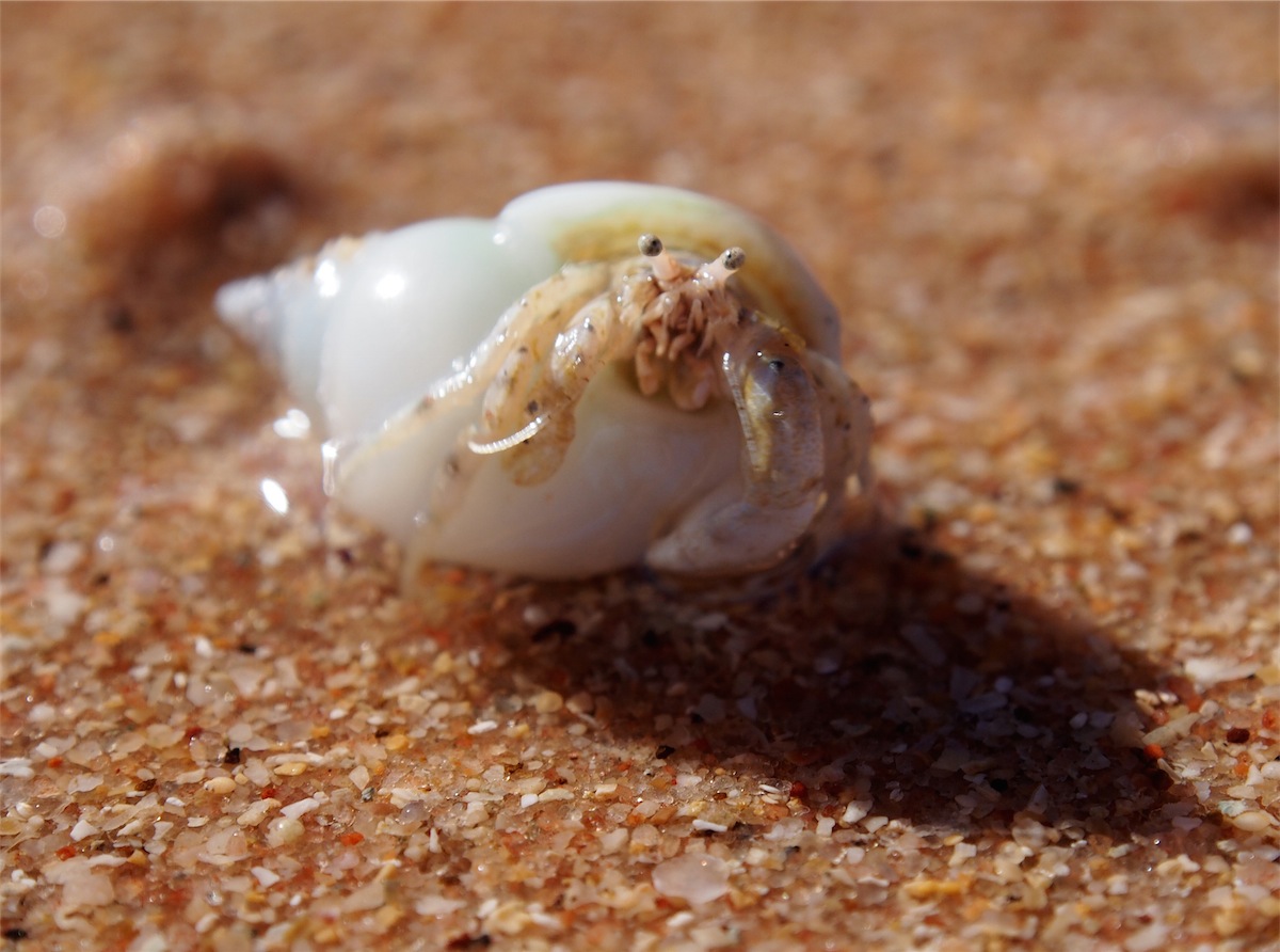 hermit crab