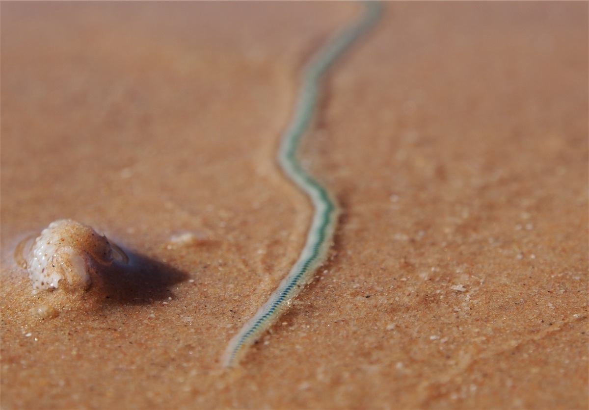 worm