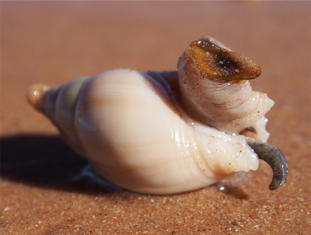 sea snail