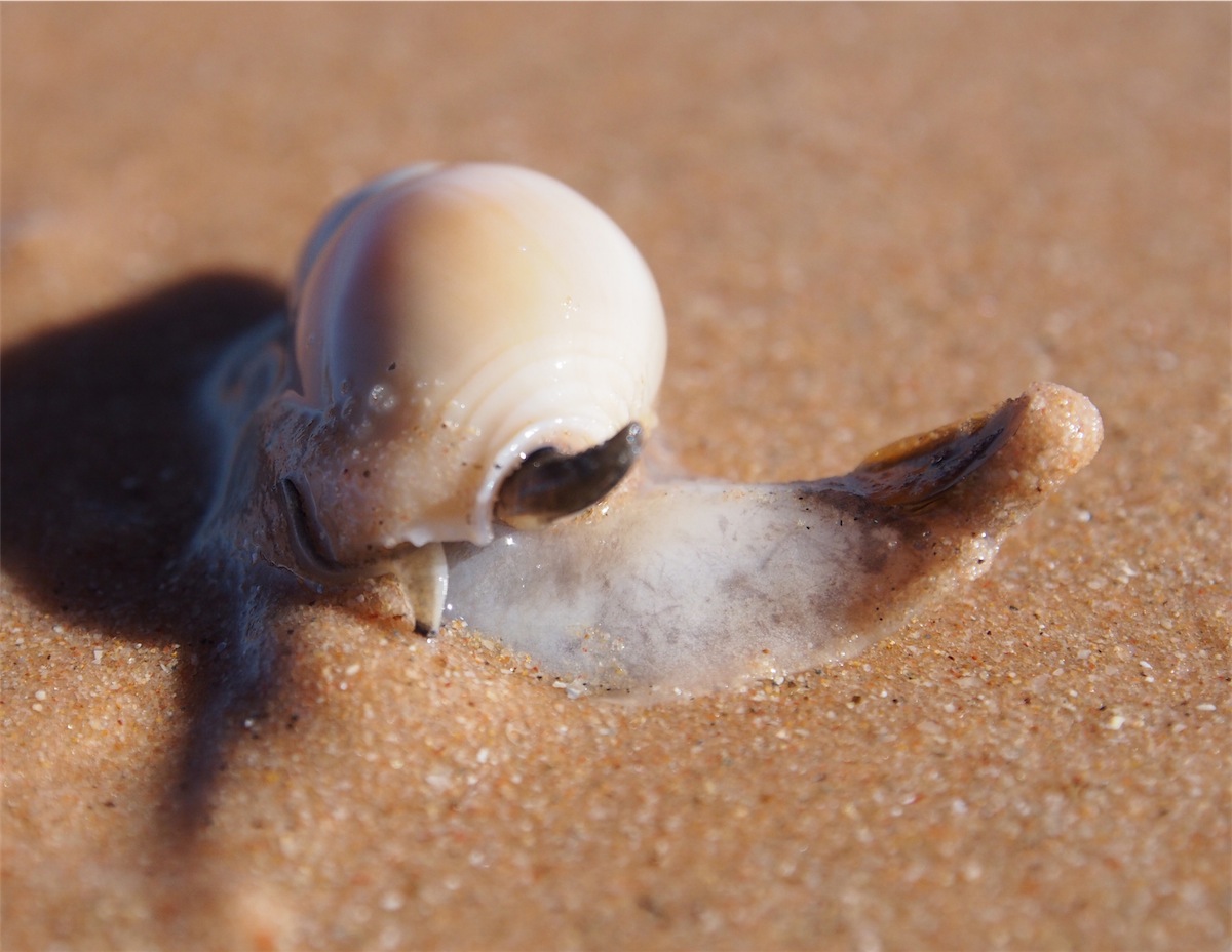 live shell