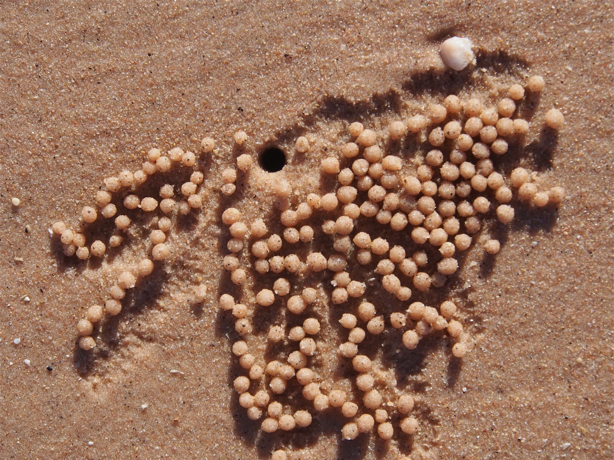 sandballs