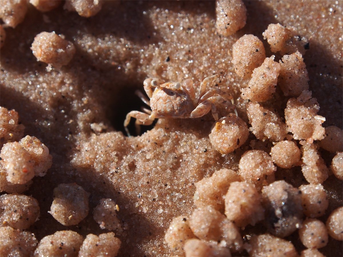 sandcrab