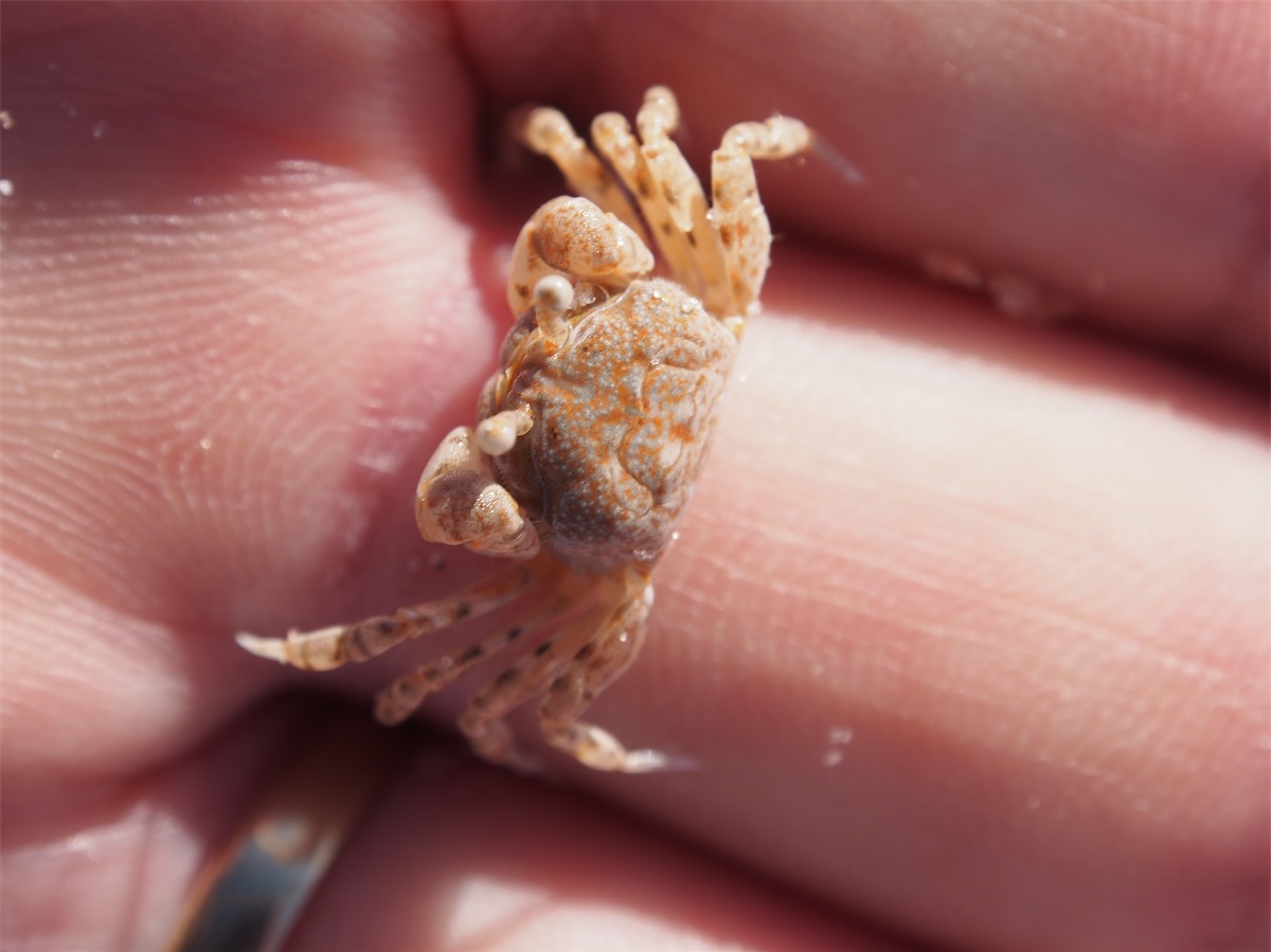 hermit crab