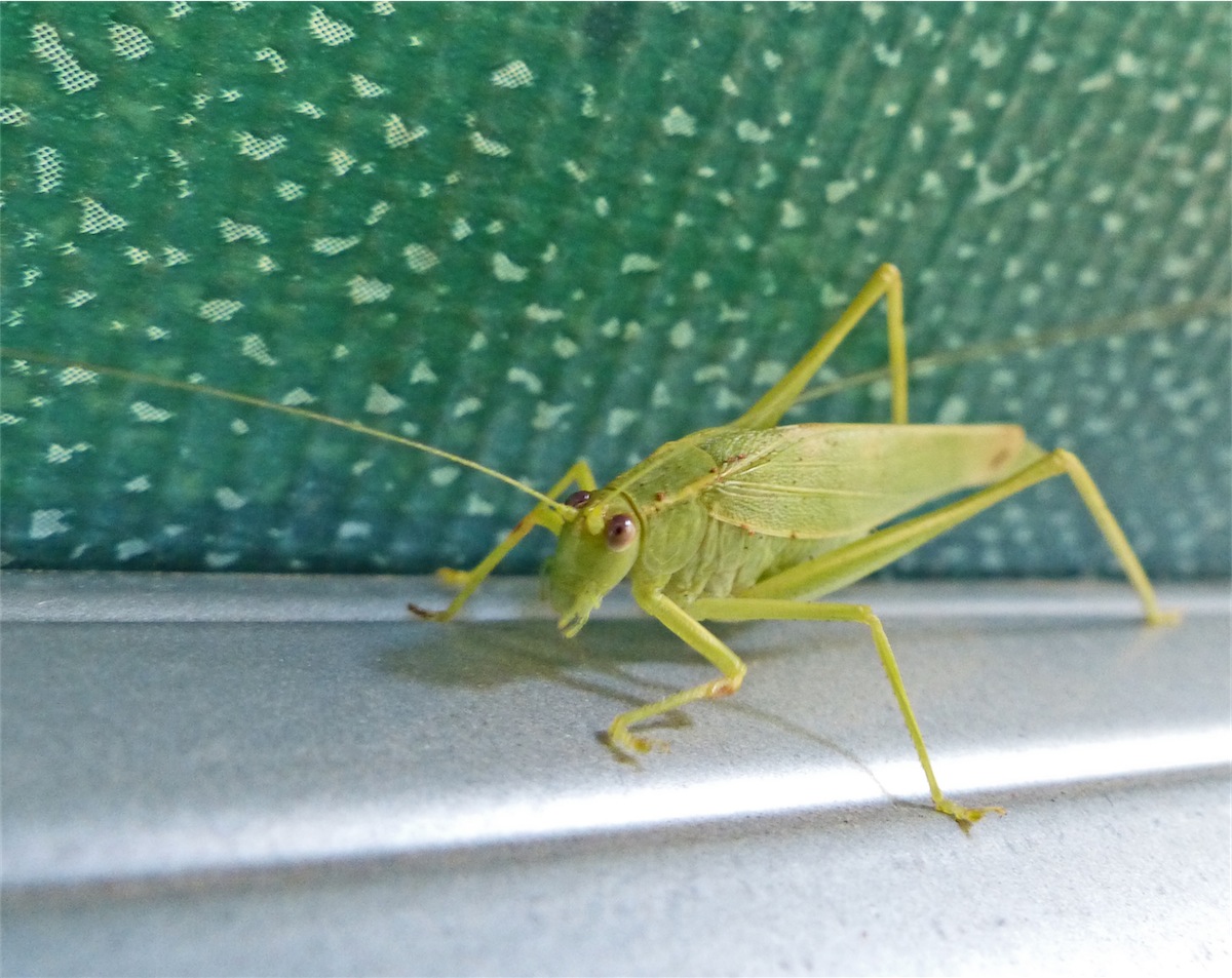 grasshopper