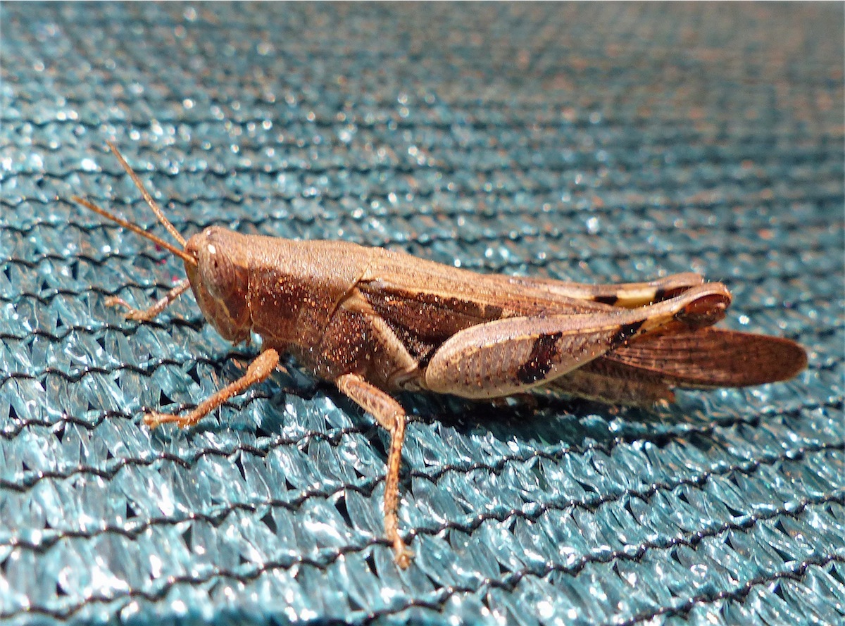 grasshopper