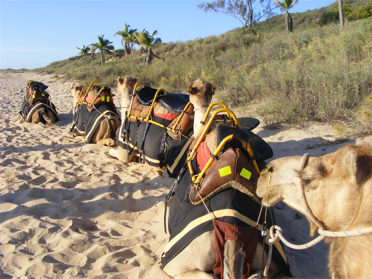 camels