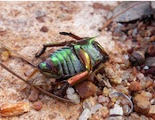 rhino beetle