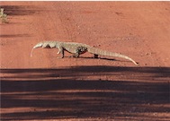 perentie