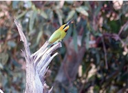 bee eater