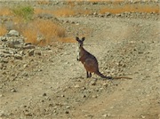 kangaroo