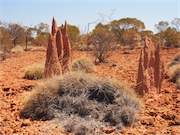 termite mounds