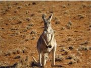 kangaroos