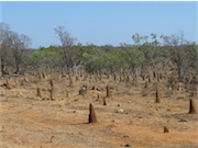 Termite Mounds