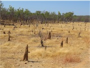 ant hills