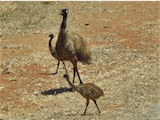 emus